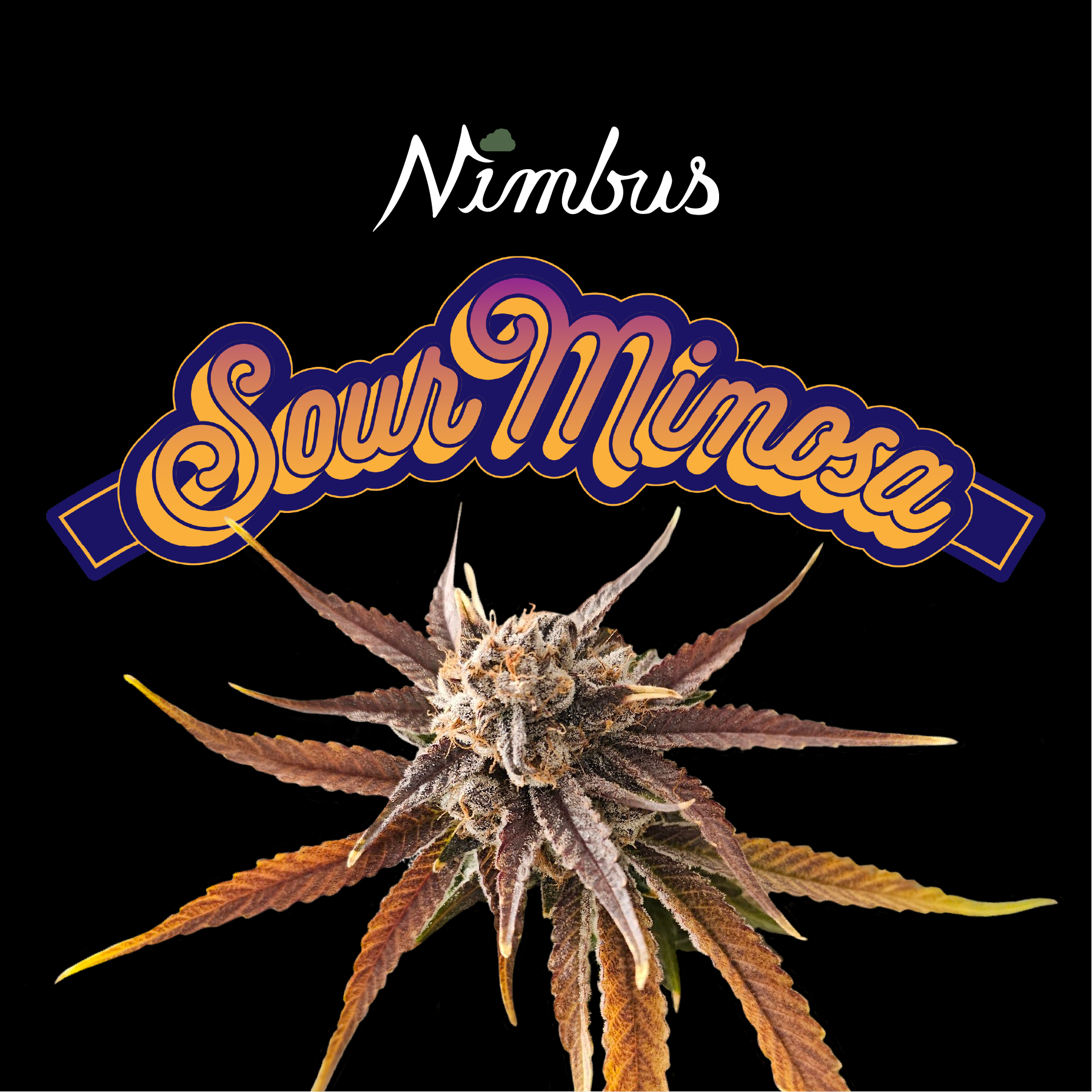 Sour Mimosa | Nimbus Cannabis Co.